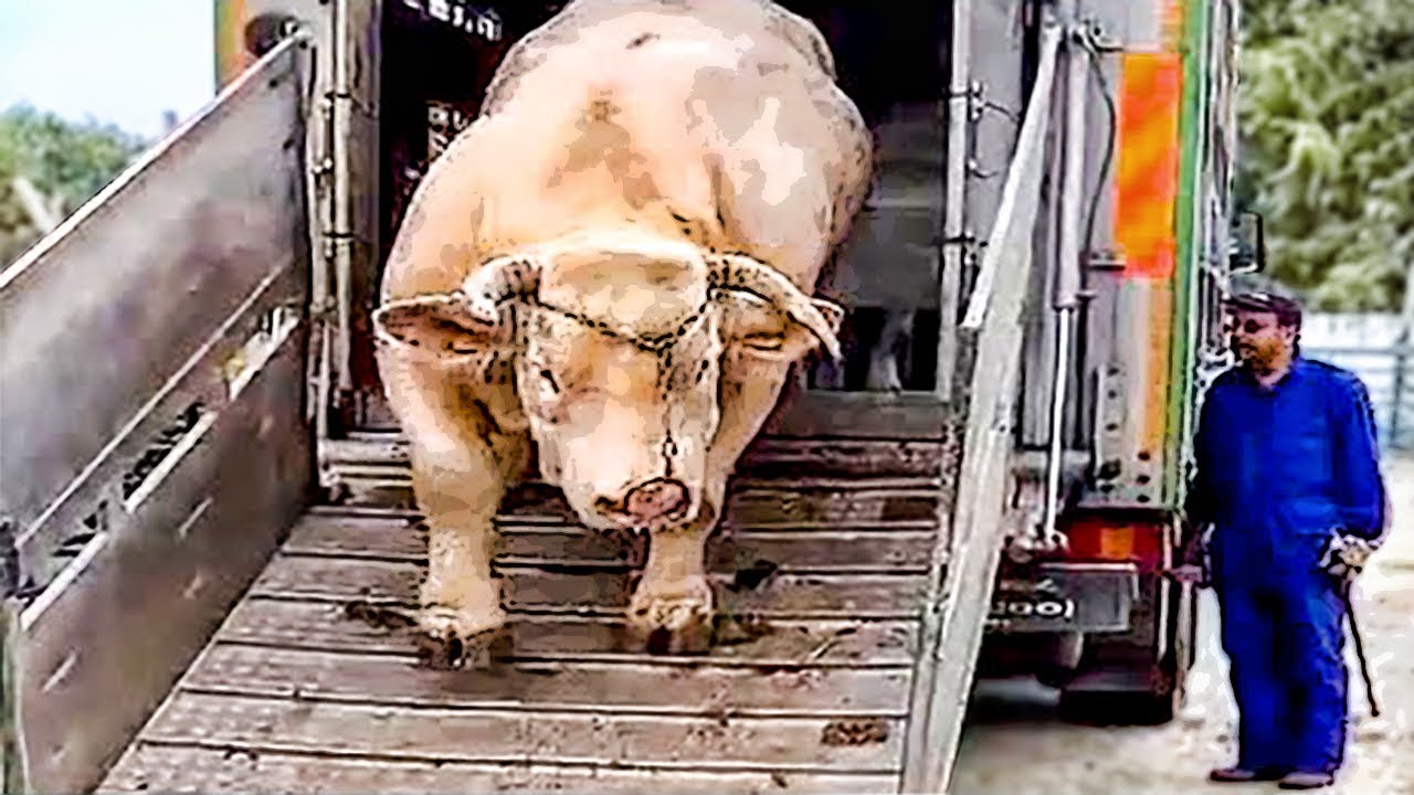6 Toros ENORMES  de diferentes razas |Hipica4patas
