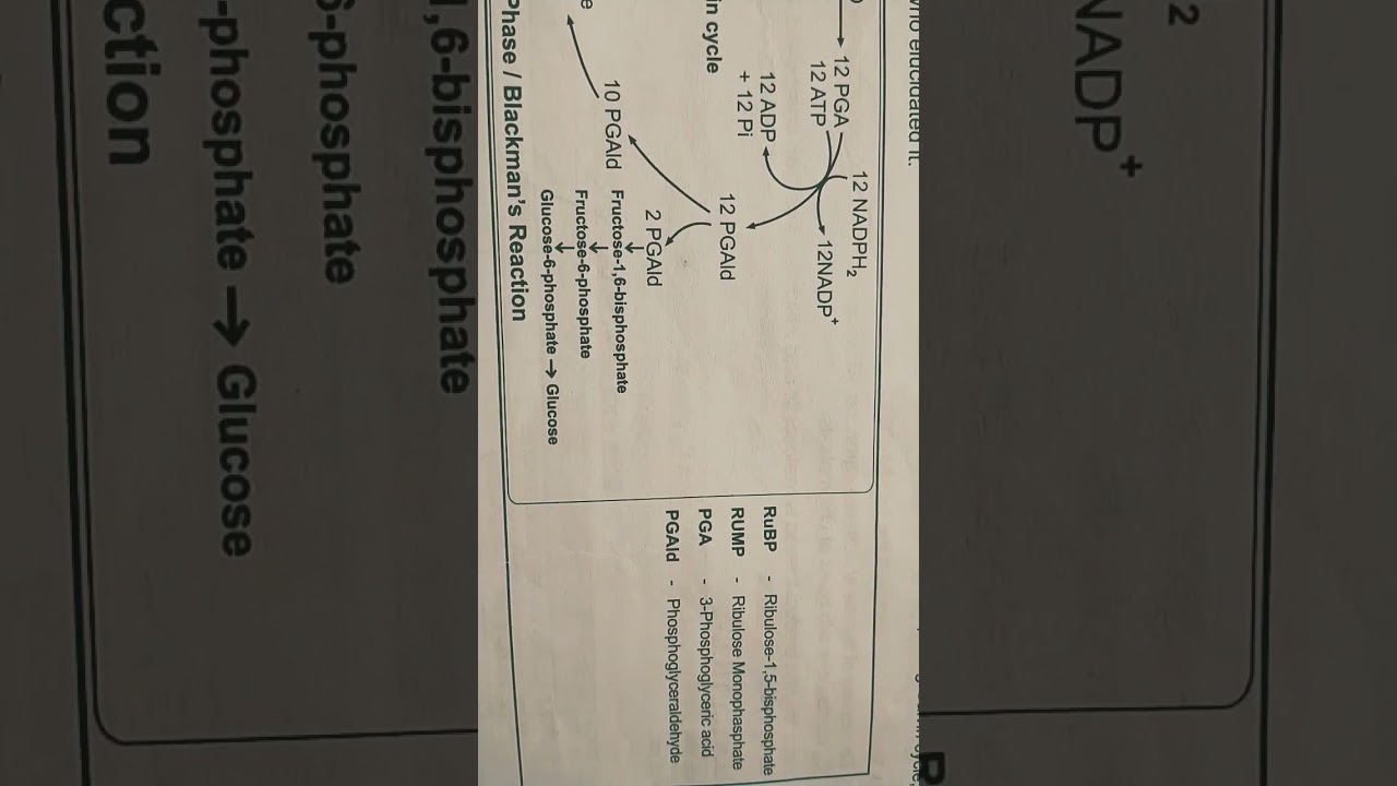 Calvin cycle /Blackman's Reaction /Dark Phase