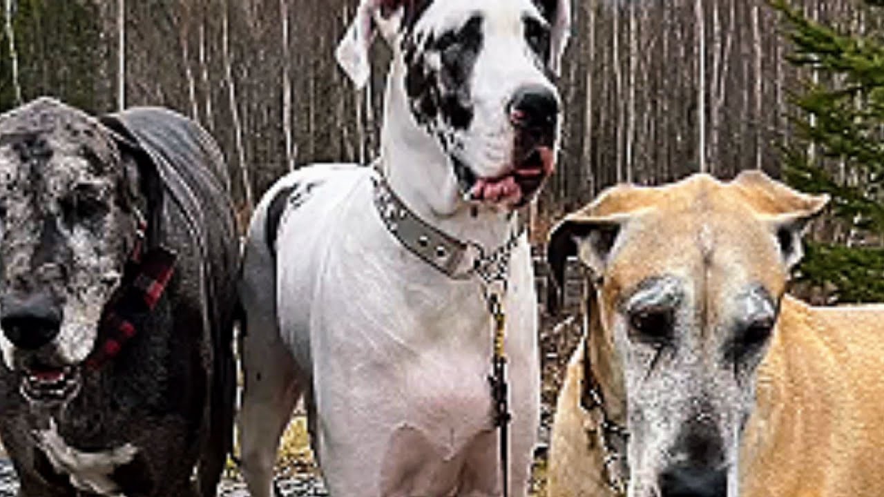 Tiny Kitten Bosses Around Giant Dogs Like He Owns The Place
