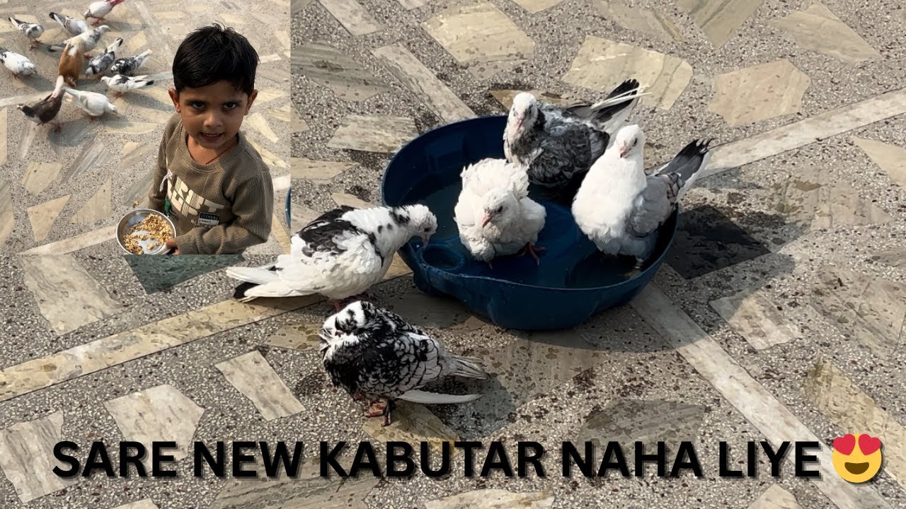 New kabutar 🕊️ kase lage !! Sb kabutar 🕊️ Naha liye 😍