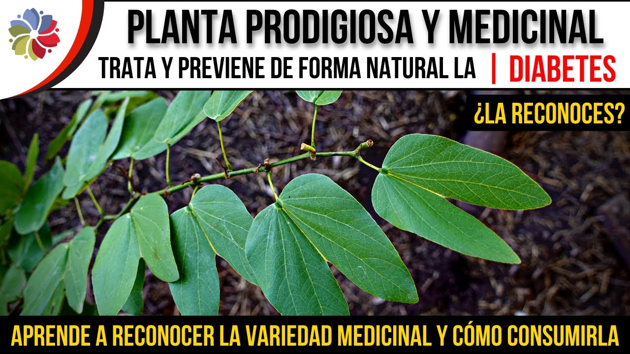 🌿 PLANTA para TRATAR y PREVENIR la DIABETES | BAJA el AZUCAR en SANGRE de FORMA NATURAL