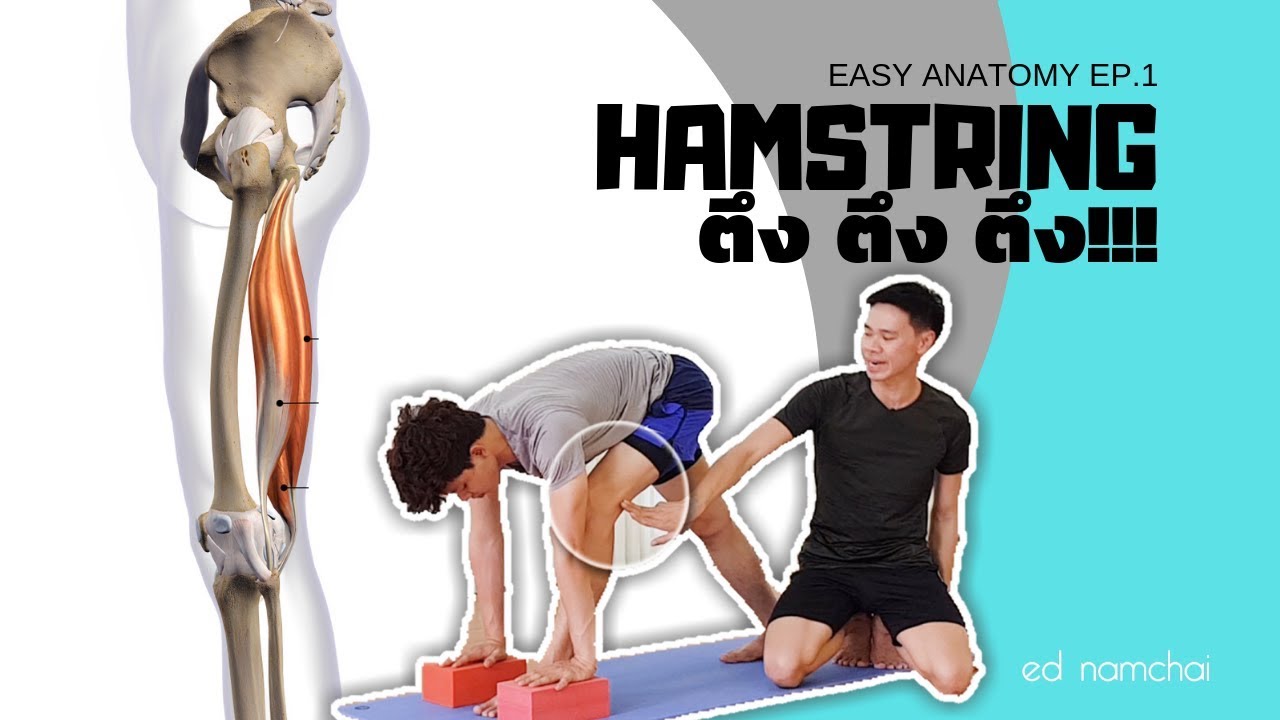 Hamstring ตึง ตึง ตึง!!!: Easy Anatomy EP.1