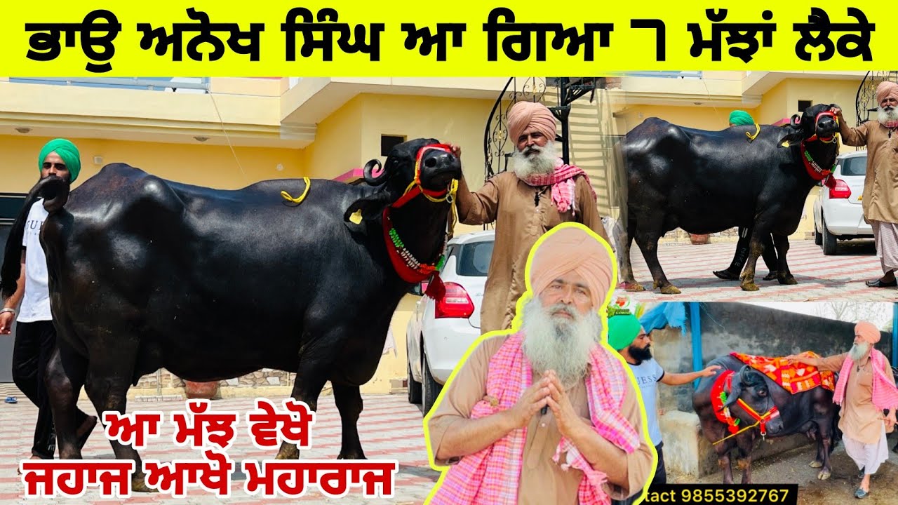 ਭਾਉ ਅਨੋਖ ਸਿੰਘ ਆ ਗਿਆ 7 ਮੱਝਾਂ ਲੈਕੇ।ਆ ਵੇਖੋ ਮੱਝ ਜਹਾਜ ਆਖੋ ਮਹਾਰਾਜ। ਪਿੰਡ ਢੋਟੀਆਂ। ਤਰਨਤਾਰਨ