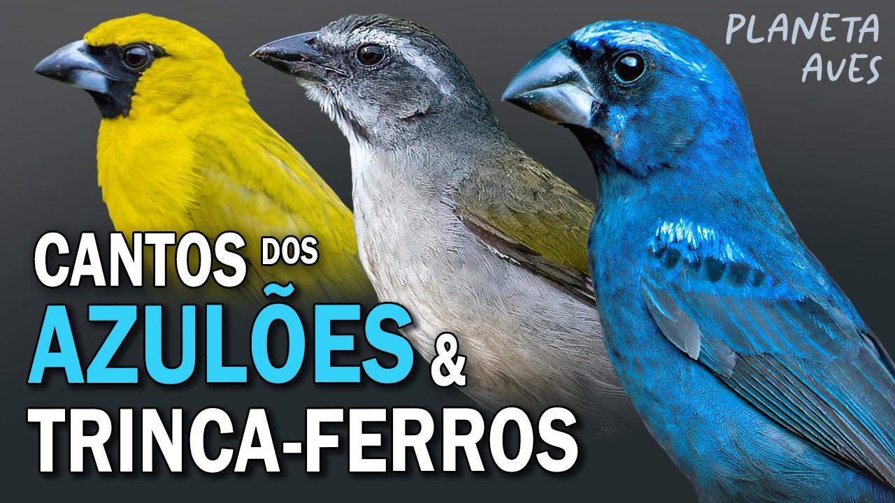 CANTOS dos AZULÕES e TRINCA-FERROS DO BRASIL | AVES CANORAS | Cantos Planeta Aves!