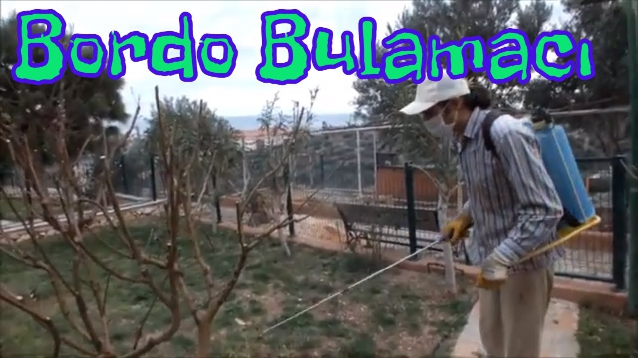 Bordo Bulamacı Nedir Nasıl ve Ne Zaman Ağaçlara Atılır