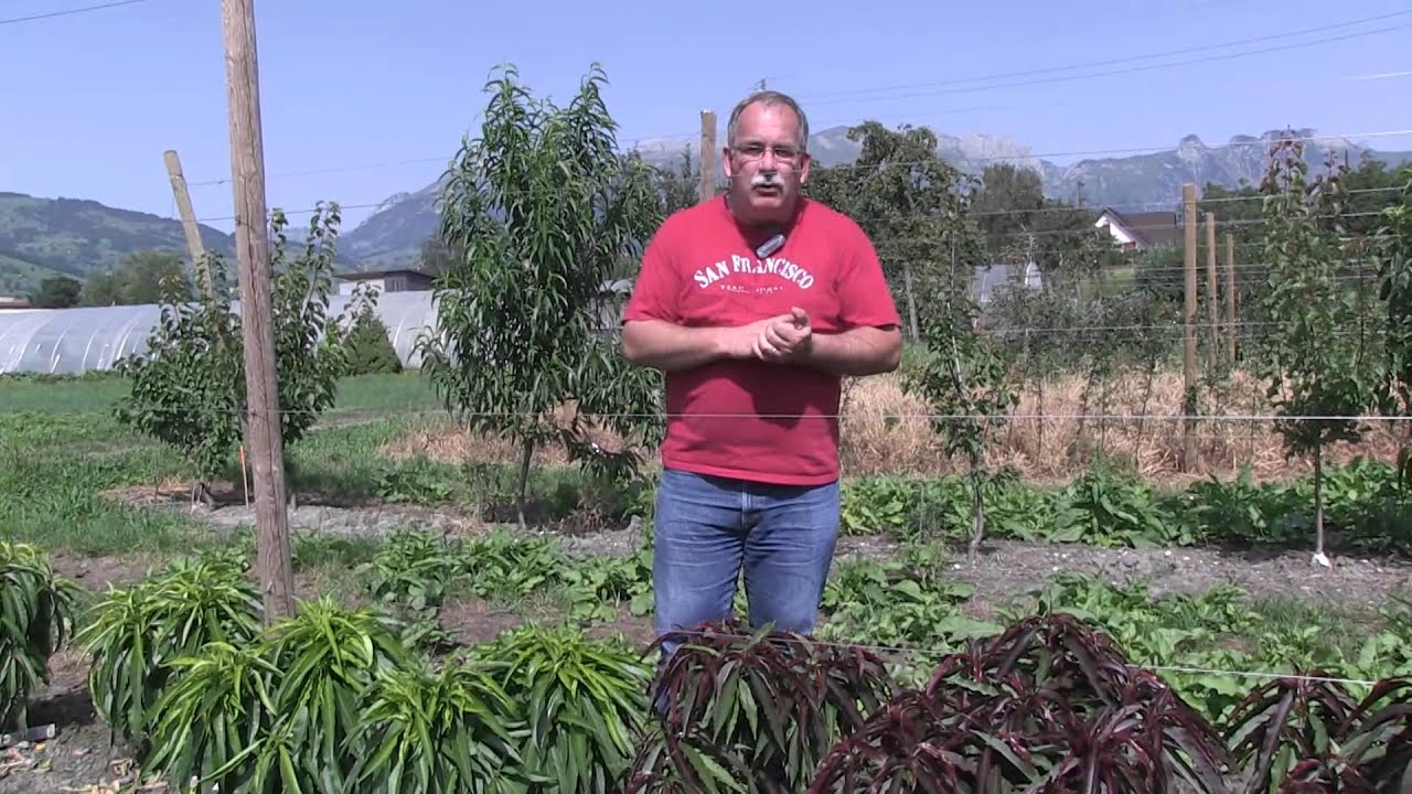 A hedge with mini-dwarf fruit trees