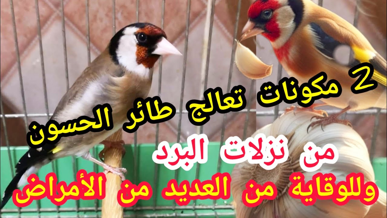 علاج طائر الحسون من نزلة البرد 🥶 طريقة العلاج وكدالك طريقة الوقاية #سوق #المقنين 