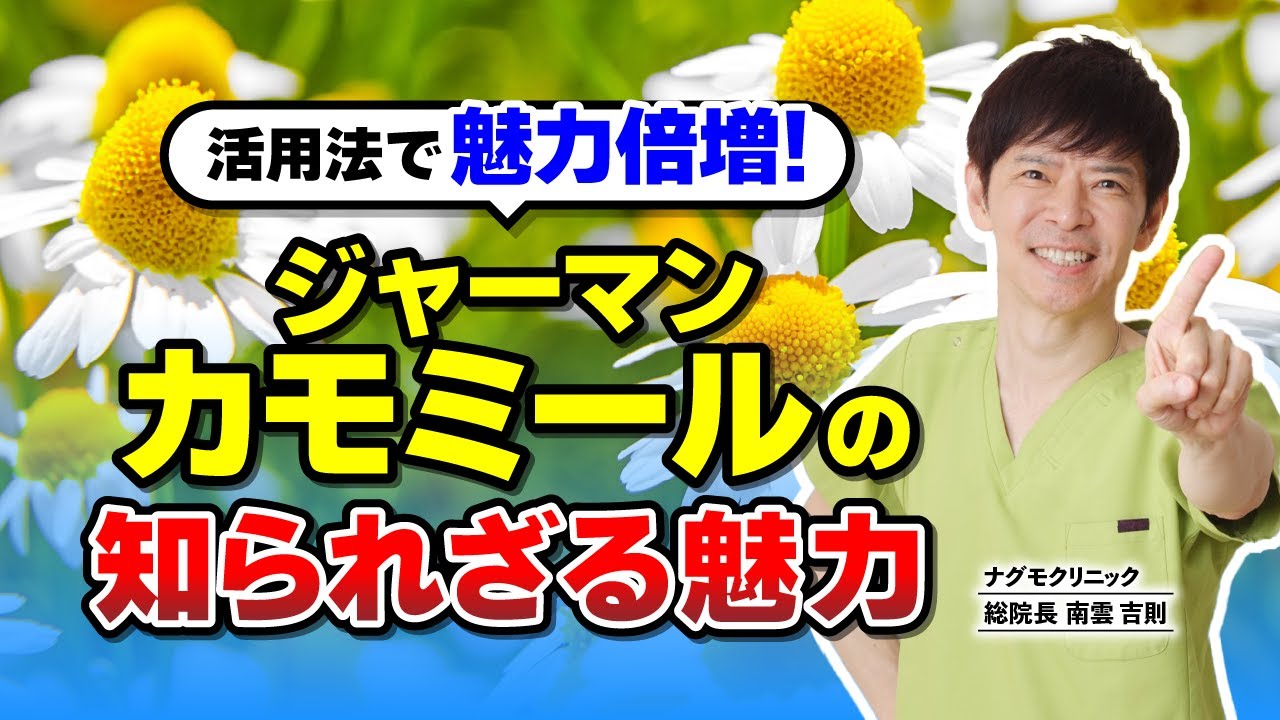 【必見】知って得するジャーマンカモミール活用術～お茶にする以外の方法でその成分を最大限に活用しよう！（ジャーマンカモミール・ハーブ・オイル・チンキ・精油・ナグモクリニック・予防医療）