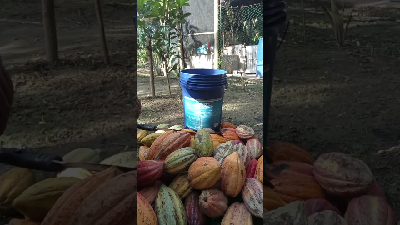 February 9, 2026buak tah cacao mga idol