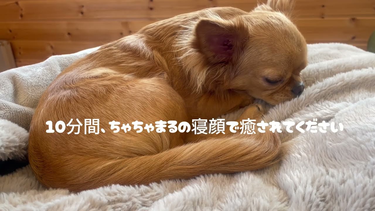 【作業用・睡眠用】ちゃちゃまるの寝顔だけ10分｜生活音のみ