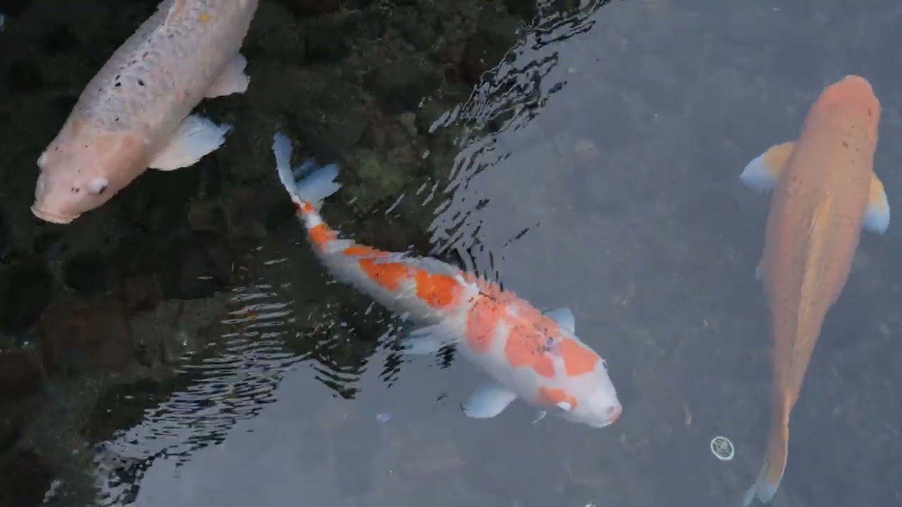2 Minutes of Calm Koi Pond Fish 🐟 Relaxing Nature Video