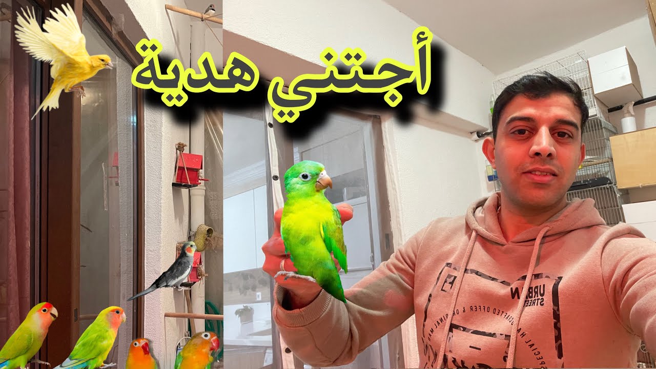 فحص بيض الكوكتيل 🔥صدمه😡