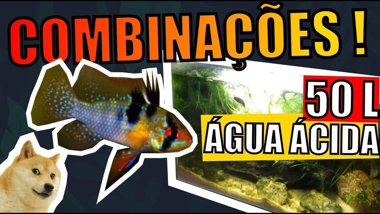 🔴COMBINAÇÕES DE PEIXES PARA AQUÁRIO DE 50 LITROS ( PH ÁCIDO ) |Mr. Betta|