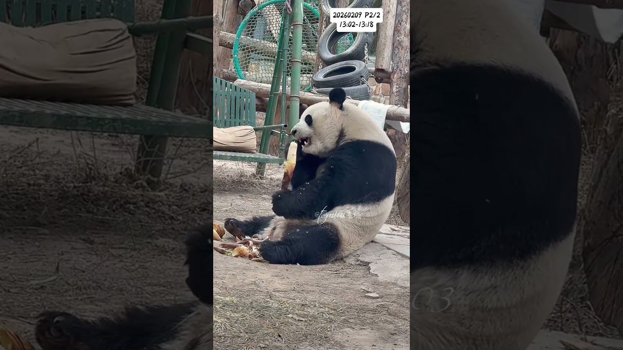 9.2.2026 P2/2 MengLan/萌兰日记