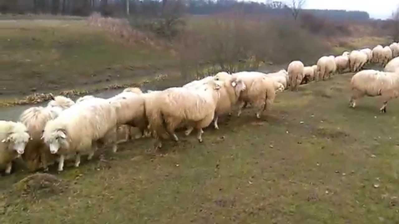 Oile lui Pop Daniel, oi turcane, turcana alba, seini, maramures