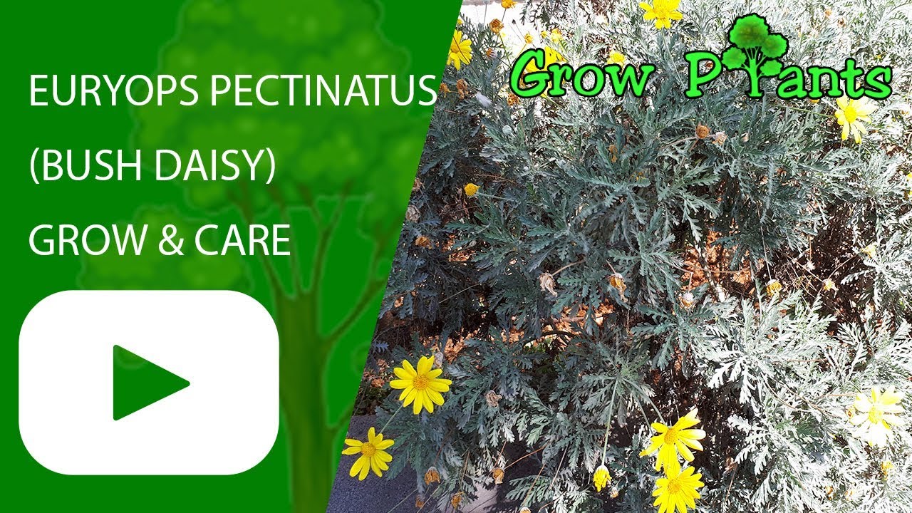 Euryops pectinatus (Bush Daisy)