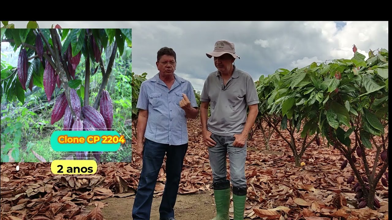 Características dos Clones de Cacau CP 2204/2176 com Dr. Milton Conceição/PARTE 02