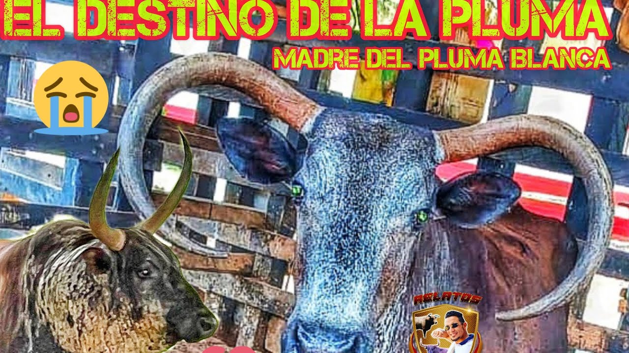 🔸El triste destino de la pluma 356, madre del pluma blanca 😨🐂💯!! #toros #tradiciones