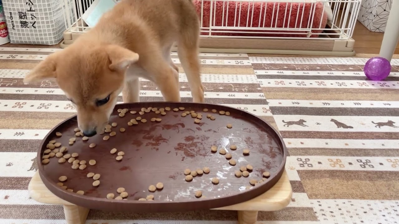早食い防止皿　一口頬張る量を減らす工夫　柴犬小夏　生後３ヶ月