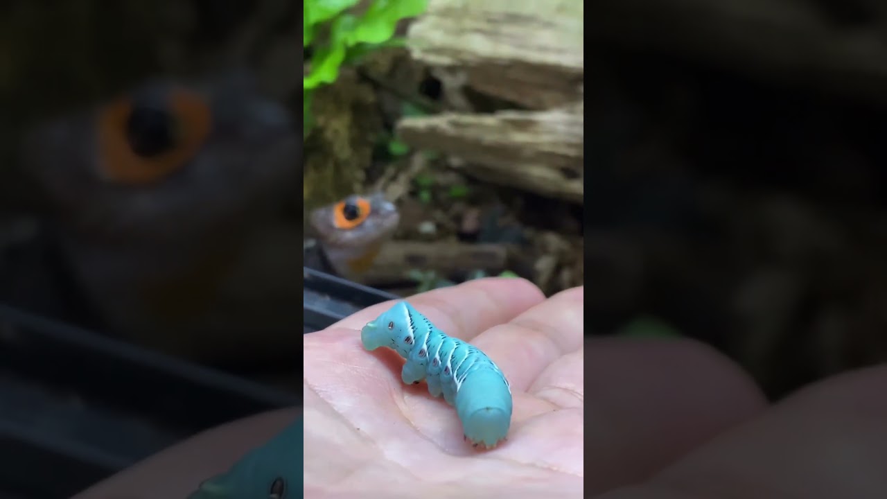 Hand Feeding my pet MINI DRAGON (red-eyed crocodile skink)!