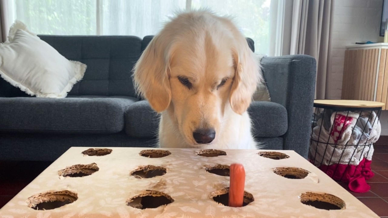 Golden Retriever Tries The Viral Hotdog Challenge... She Went Crazy!