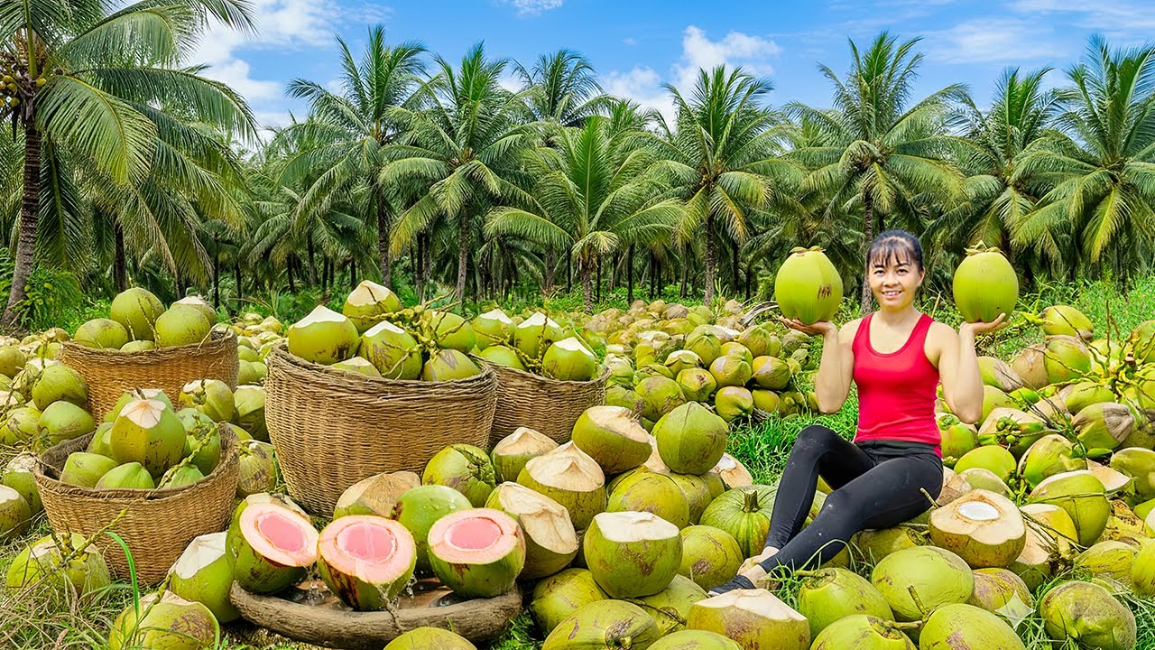 TIMELAPSE -- Harvest 1000+ Giant Jelly Coconuts, Transport Go to Market Sell - Flower Planting