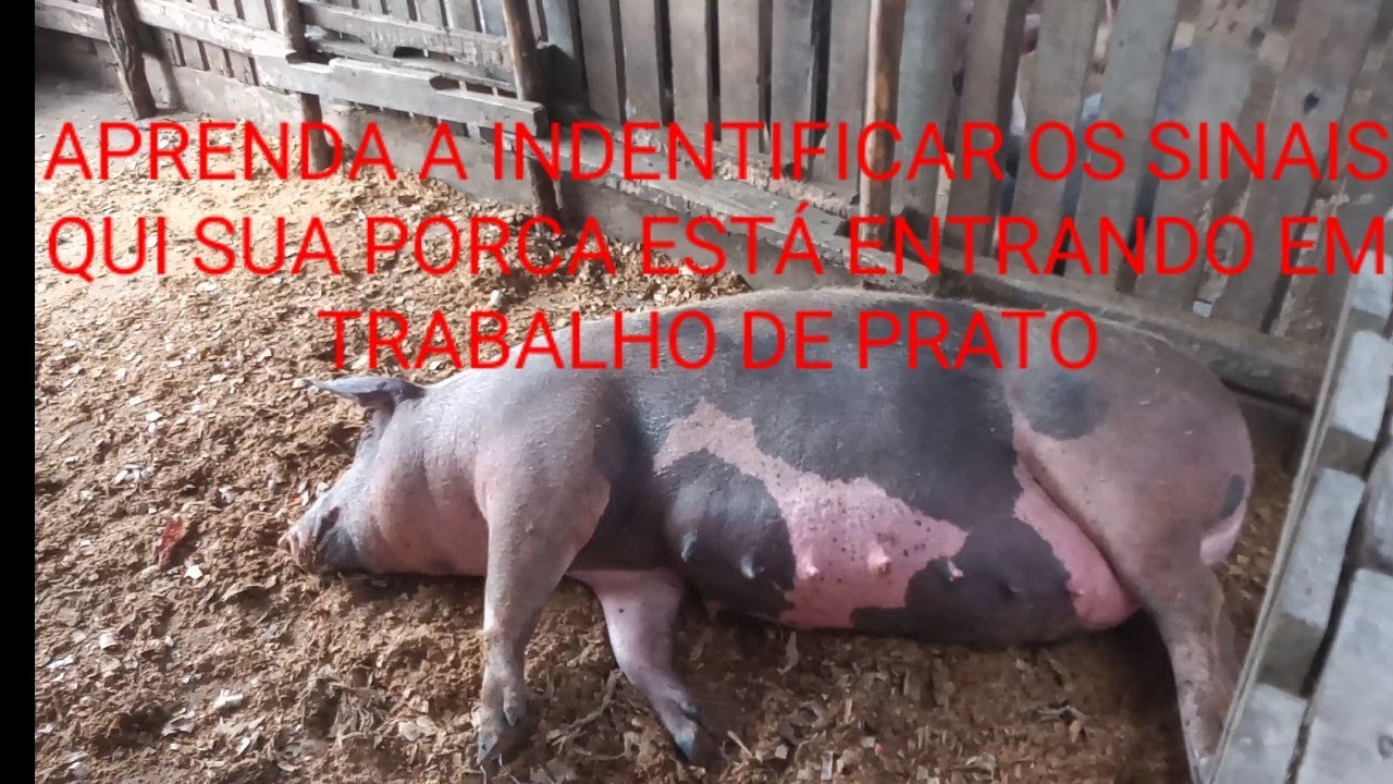 como sabe qui sua porca tá perto de pari