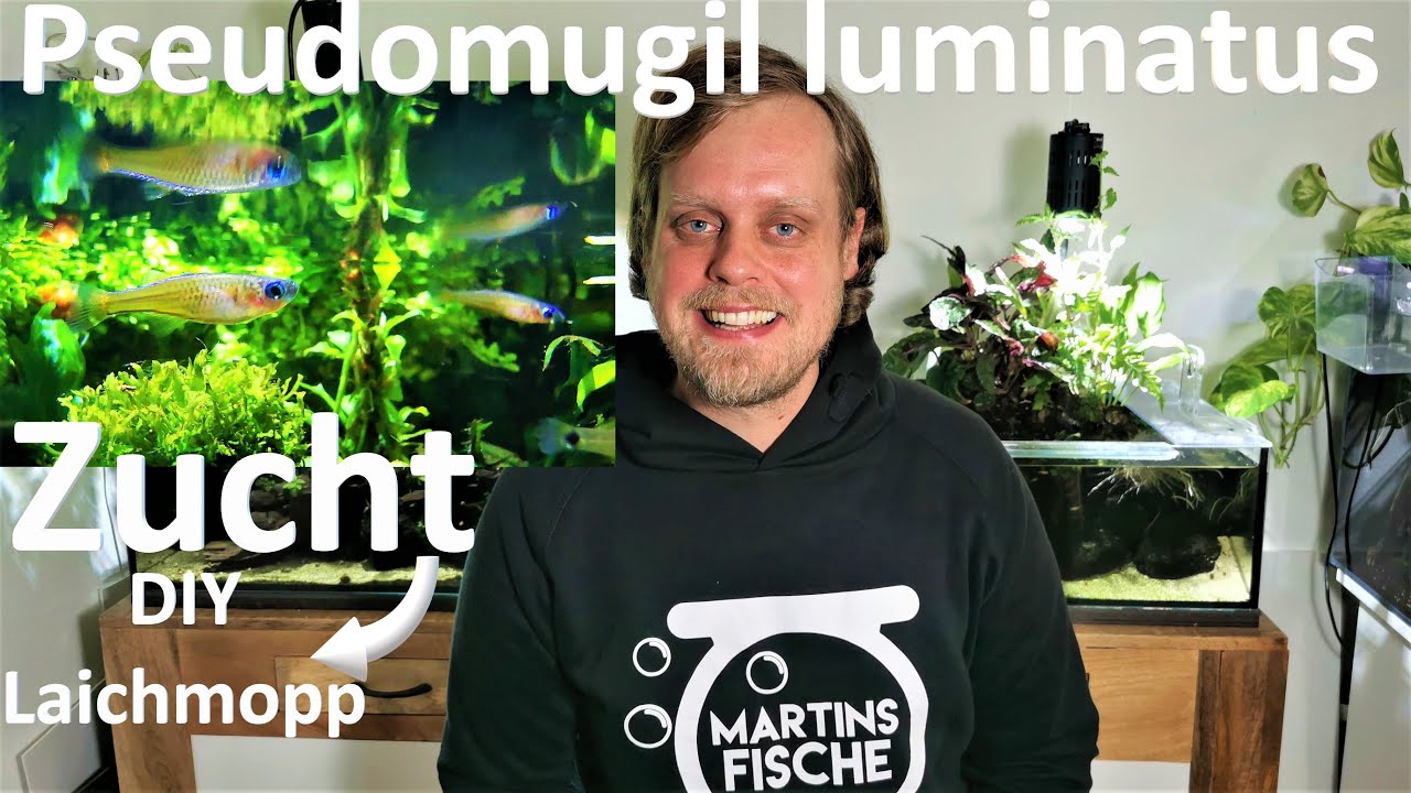 Zucht Pseudomugil luminatus - DIY LAICHMOPP