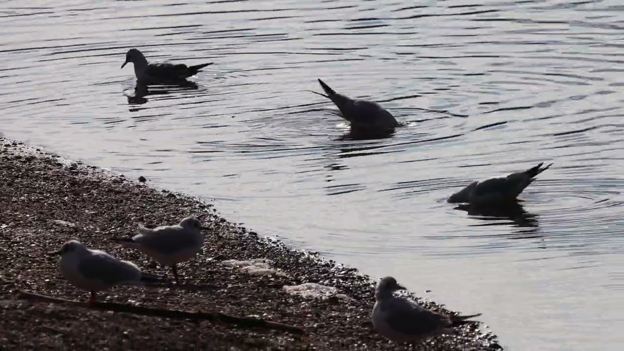 black-headed gulls