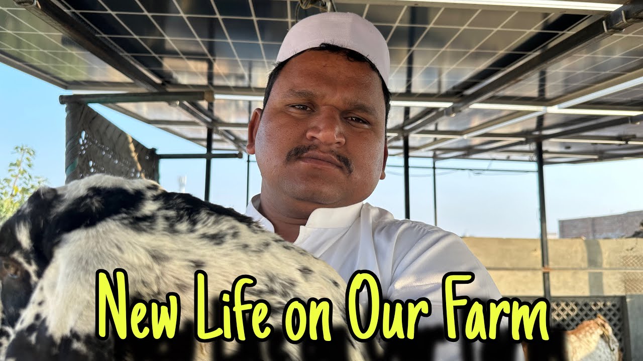 	4.	New Life on Our Farm 🐐🐣 | Baby Goats and Hen with Eggs Vlog#