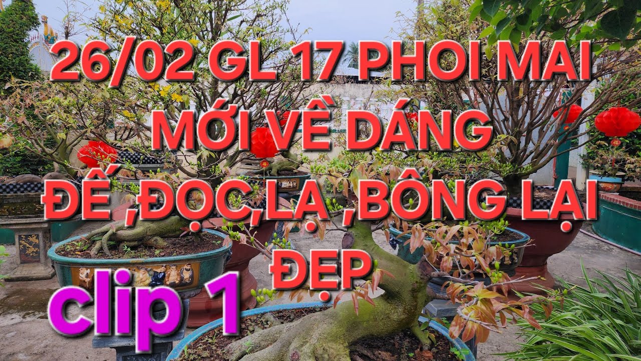 26/02 minh nhí ☎️0976567966 gl 17 phôi mai mới về  giá hợp lý ❤️❤️❤️