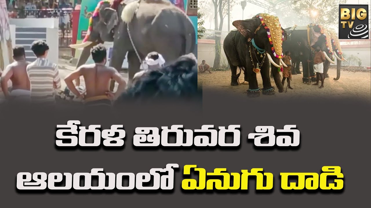 కేరళ తిరువర శివ ఆలయంలో ఏనుగు దాడి | Elephant Attack in Kerala Thiruvara Siva Temple | BIG TV