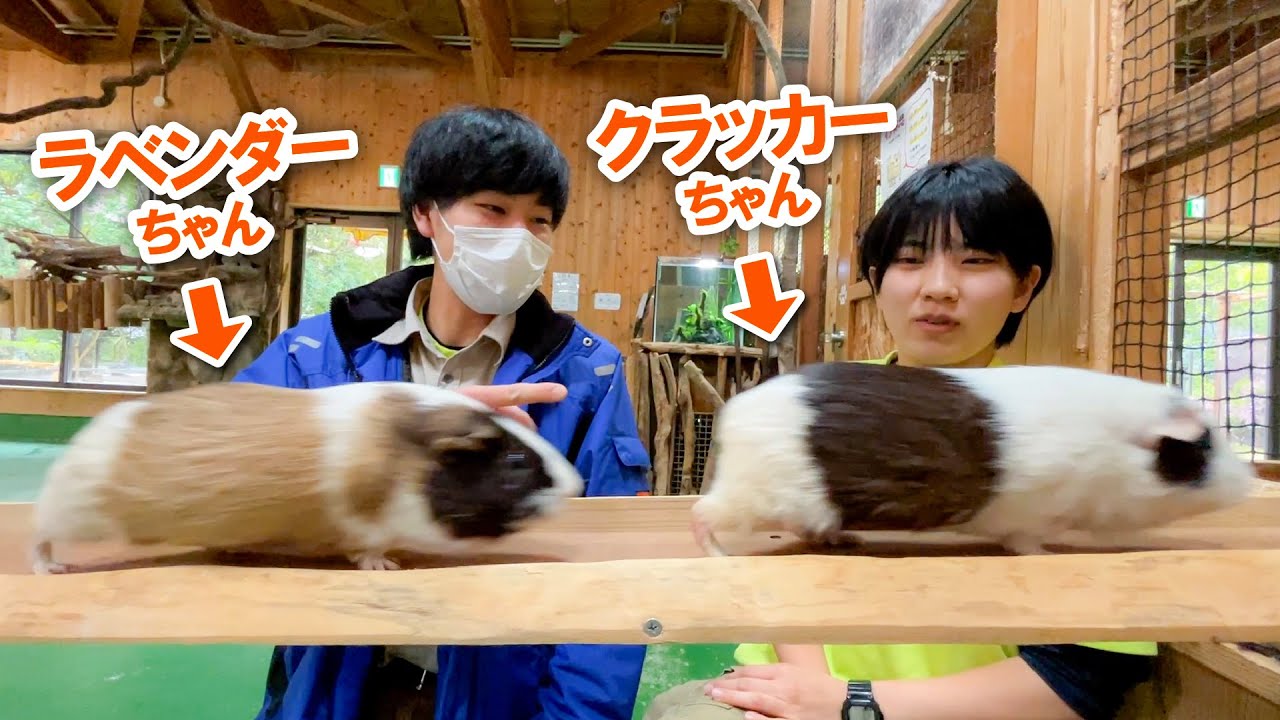 飼育員ならモルモット全28匹の名前言える説