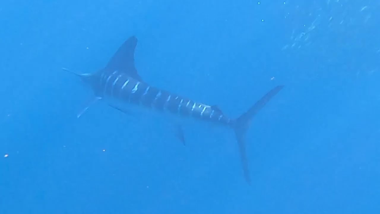 Sardine run in the Pacific Ocean (Baja California, Mexico)