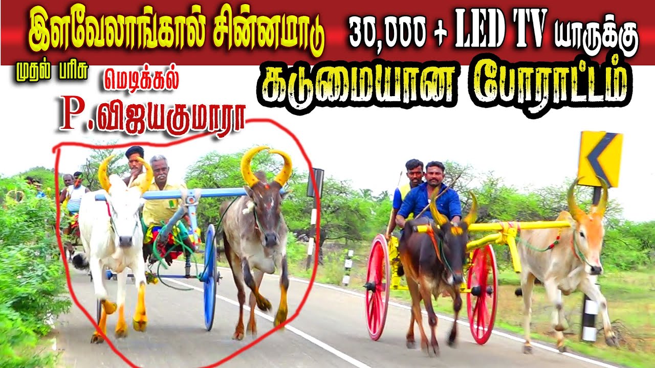 2சின்னமாடு_இளவேலாங்கால்_07.05.2023#krish_studio