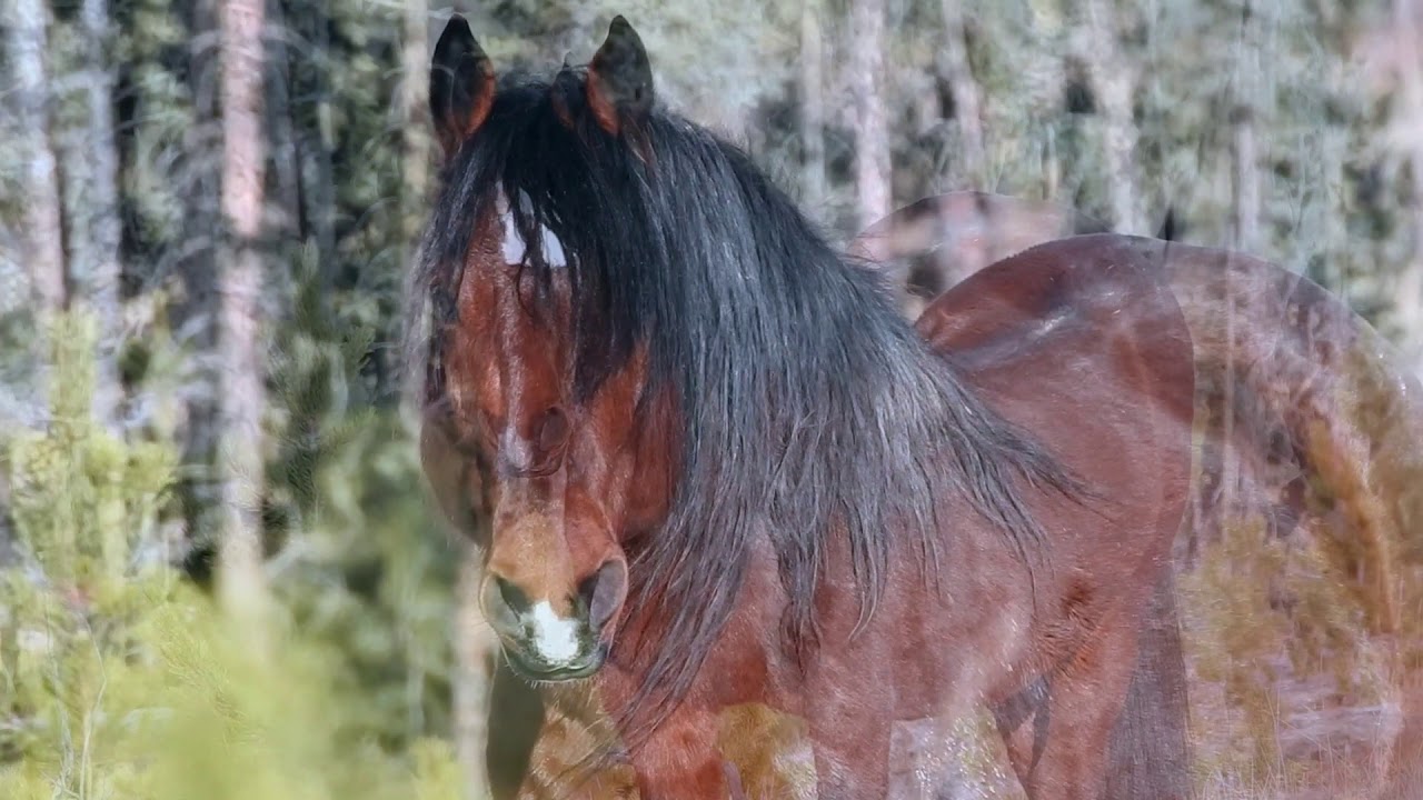 Wild Horses in Alberta, in the New Year 2019