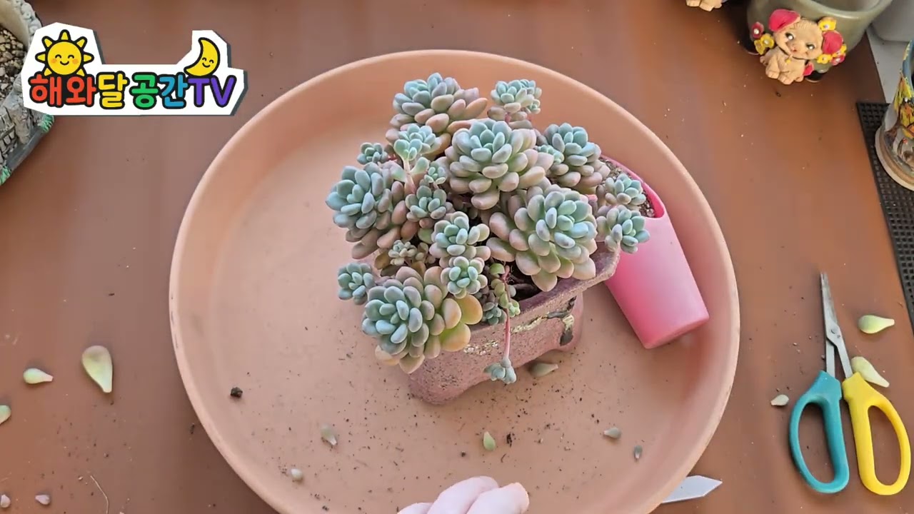 아이들 합식했어요✨️🐰💰🌵👌🍀✨️🌟