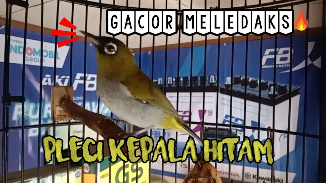 GaCoR,si topi hitam dari Papua meledakss❕pleci papua