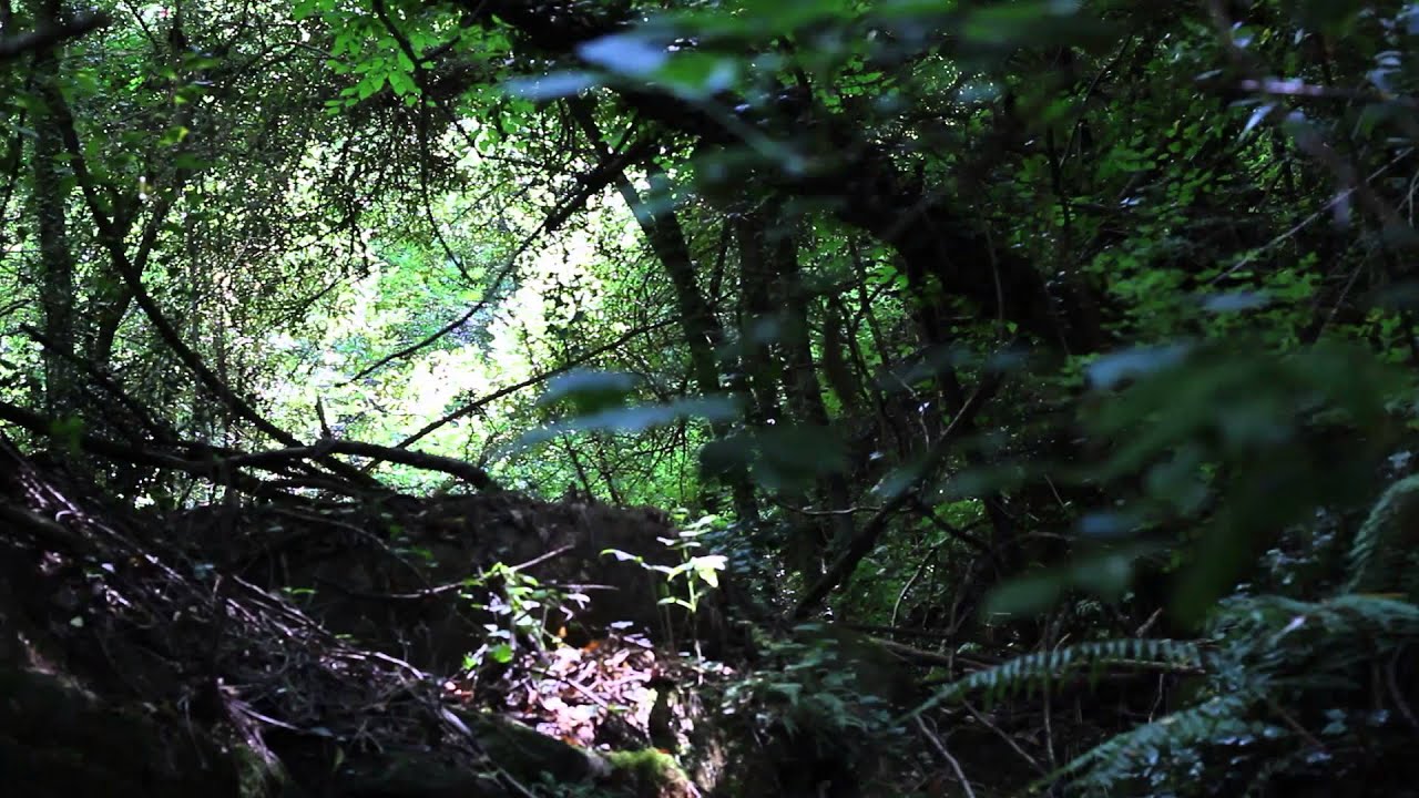 23 Minutes of Polynesian Percussions