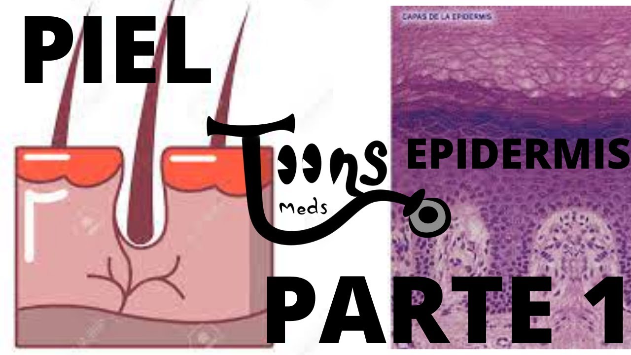 HISTOLOGÍA: PIEL (Parte 1) GENERALIDADES,CÉLULAS,ESTRATOS DE LA EPIDERMIS. MedsToons