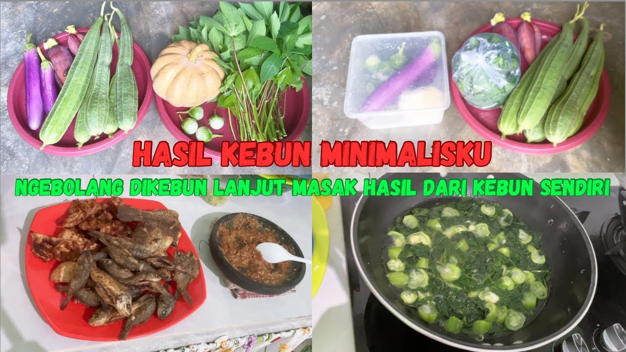 Rutinitas IRT || Panen hasil kebun || Masak dari hasil kebun sendiri ||