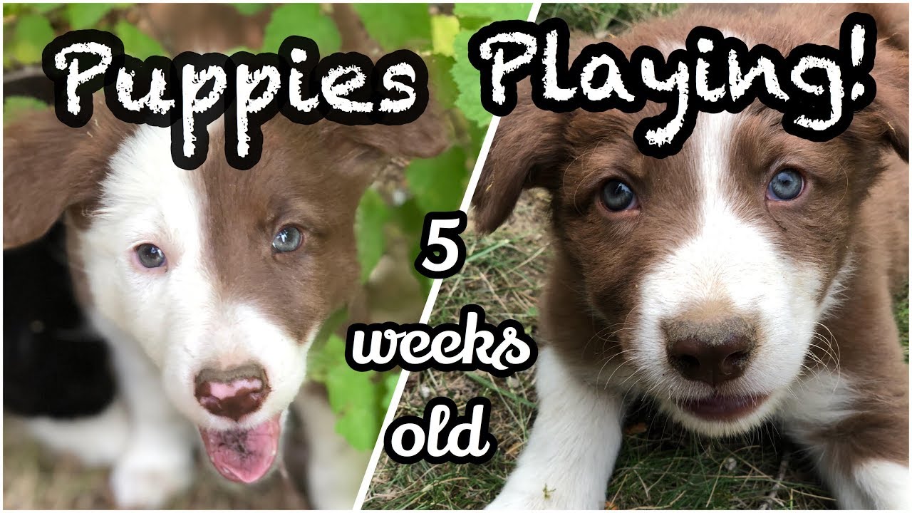 5 Week Old Puppies Playing! So Cute!