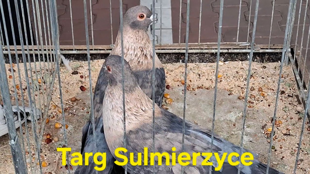 TARG GIEŁDA GOŁĘBI W SULMIERZYCACH  06 04 2025r
