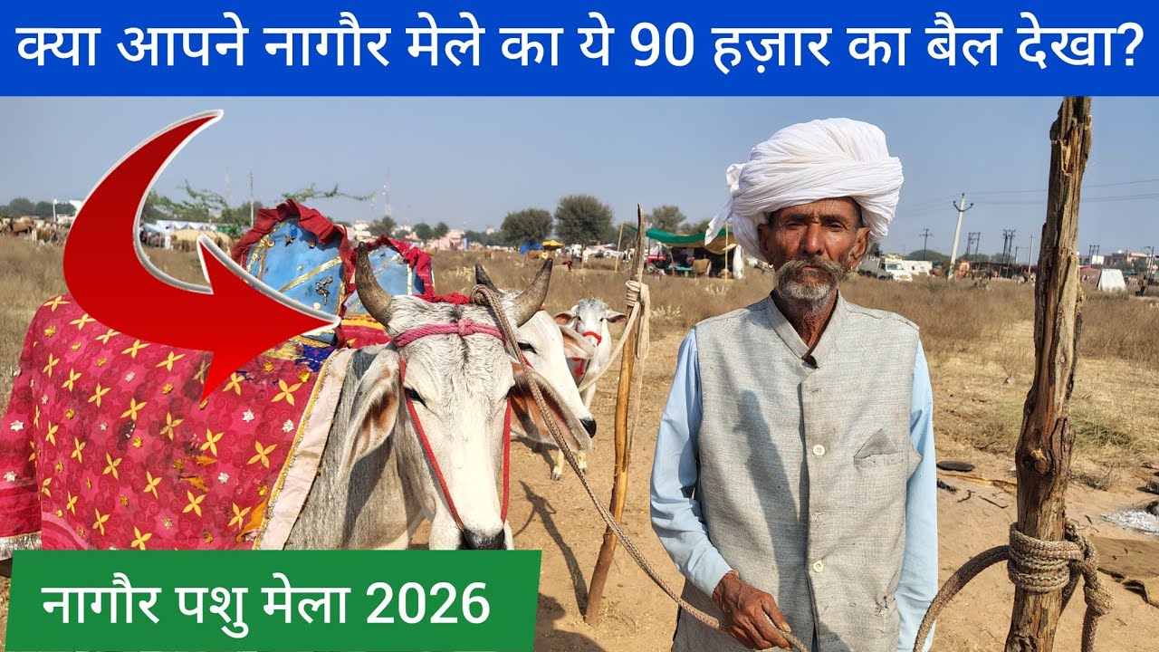 क्या आपने नागौर मेले का ये 90 हज़ार का बैल देखा? || नागौर पशु मेला 2026 || Nagaur pashu mela 2026