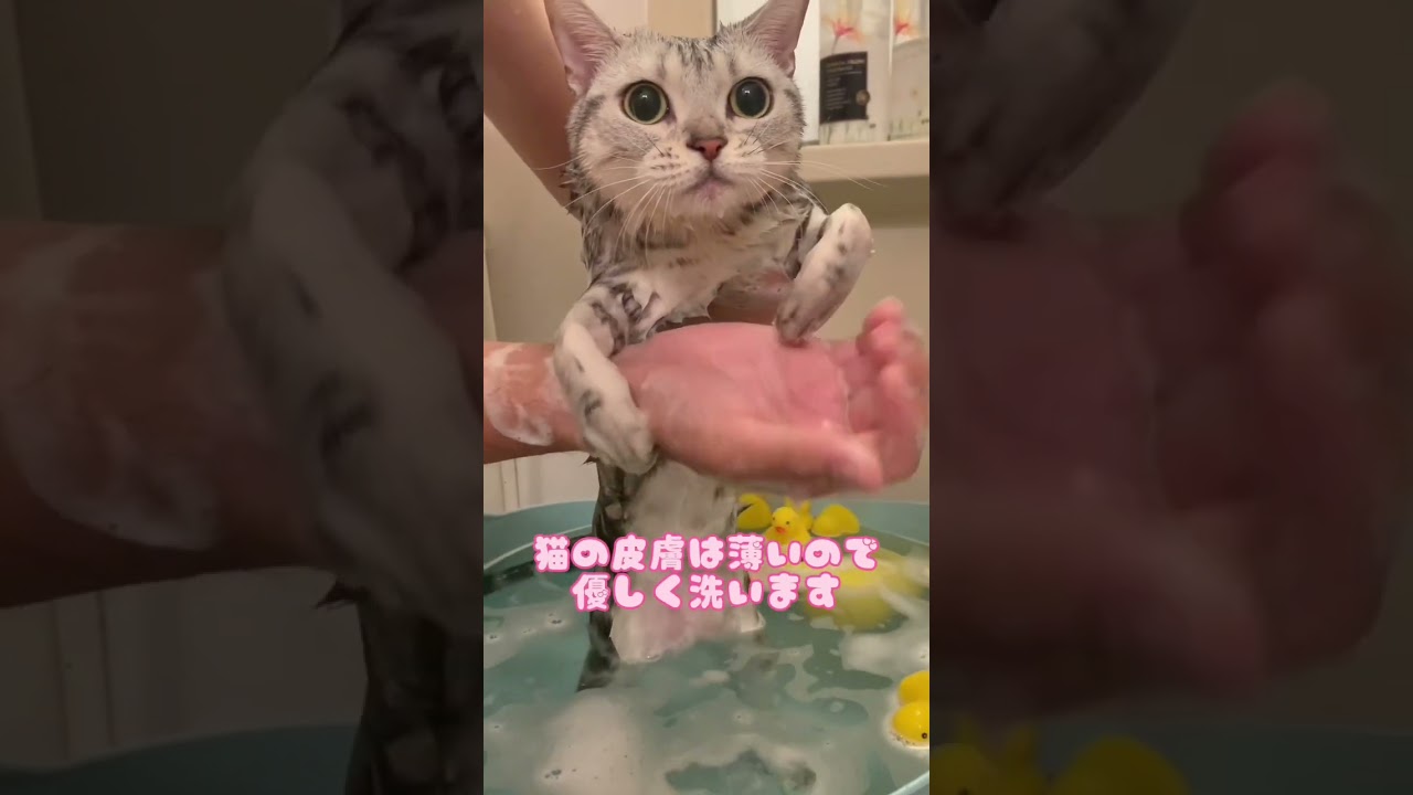 猫ちゃんをシャンプーするコツ/how to shampoo cats