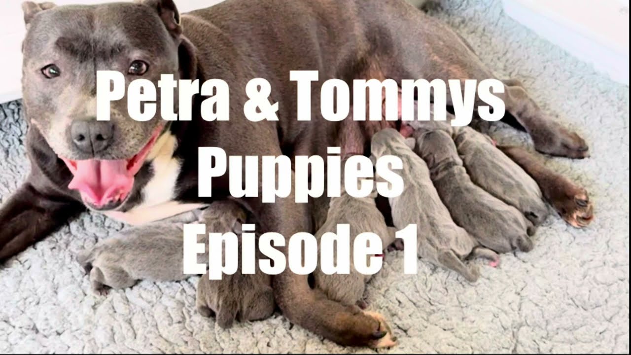 Petra & Tommys litter of 8 blue Staffordshire Bull Terrier puppies (Episode 1)
