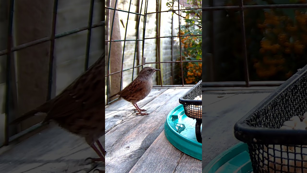 On the Snarfle 💚 #dunnock