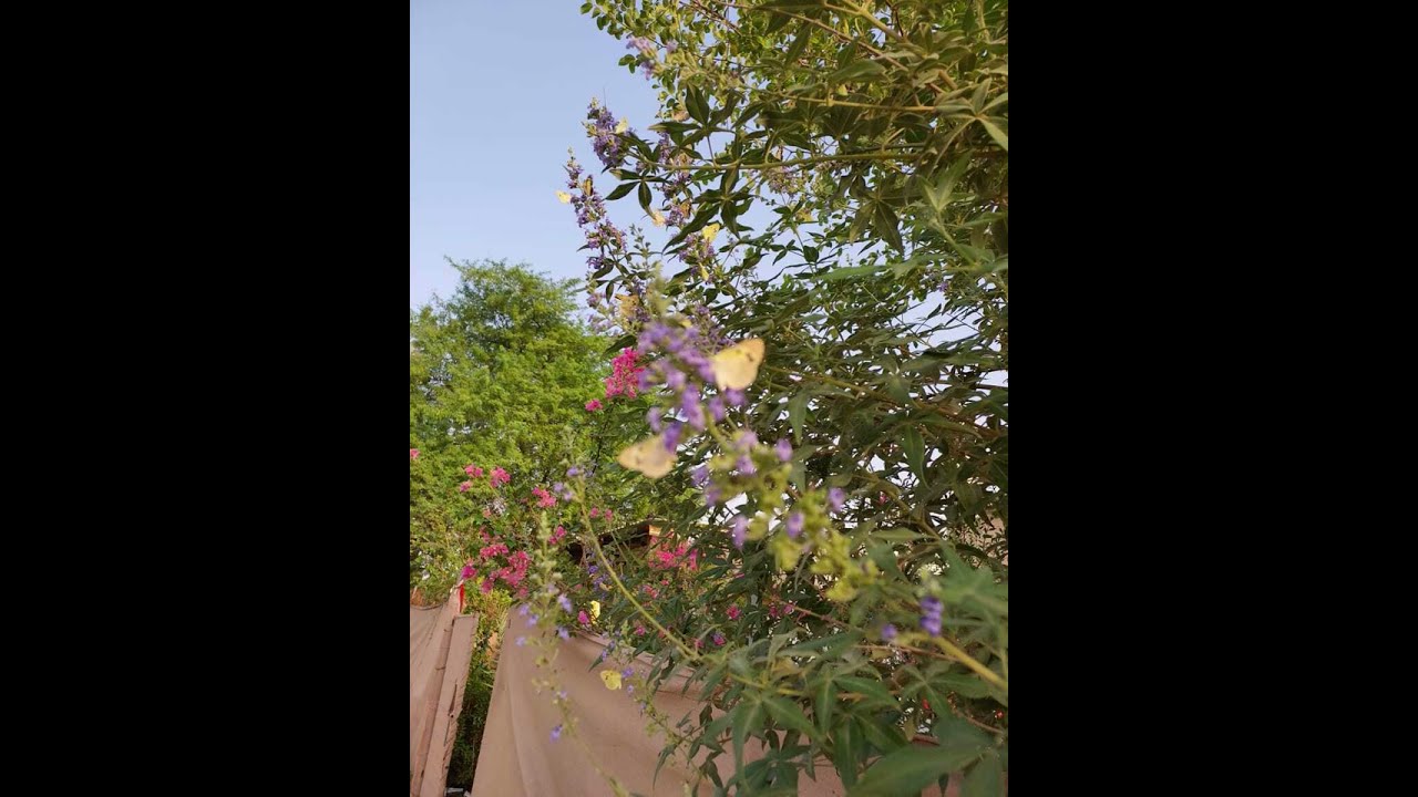 هيج الأشواق والشجنا منشد غنى فأطربنا