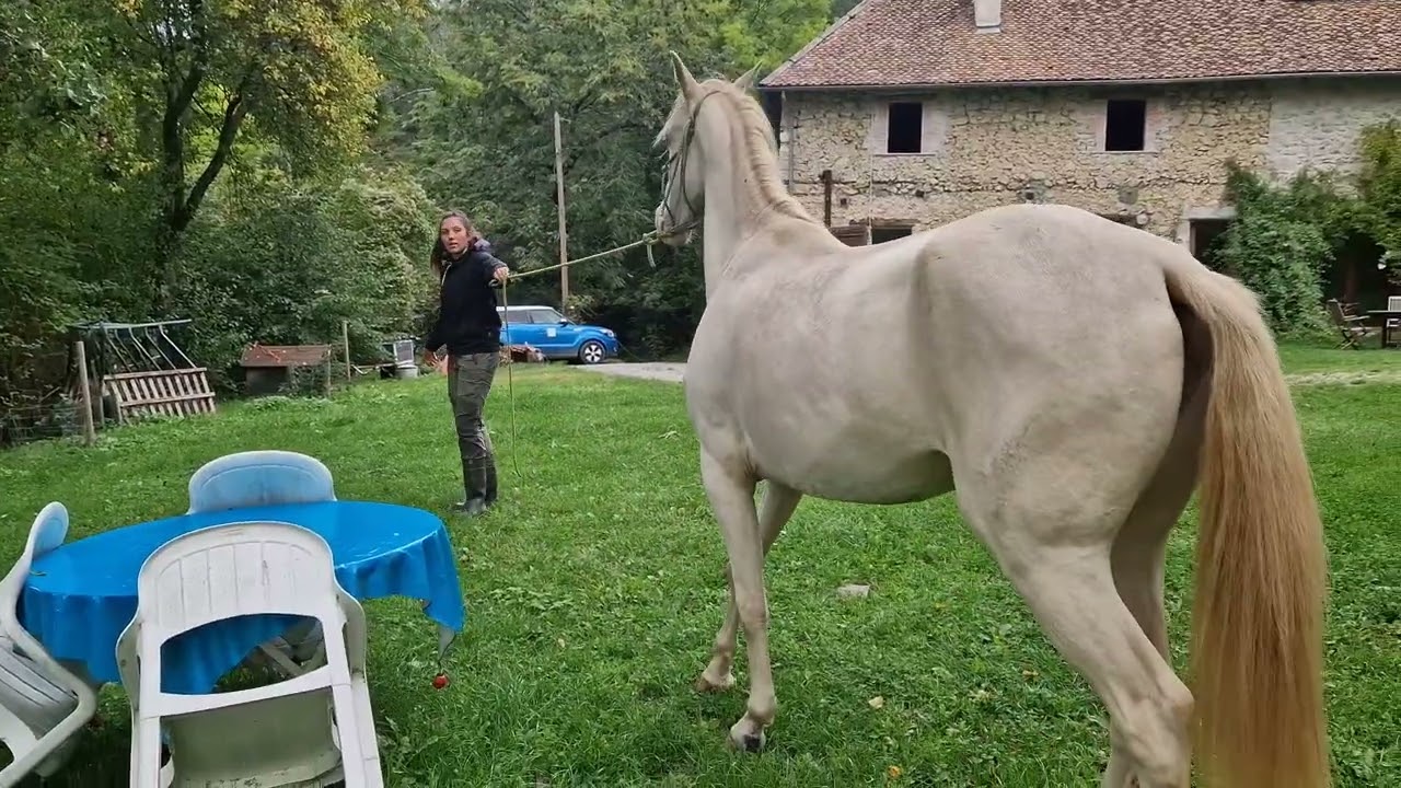 Cheval à vendre | Akhal Teke | Jument de 4 ans Lagyl