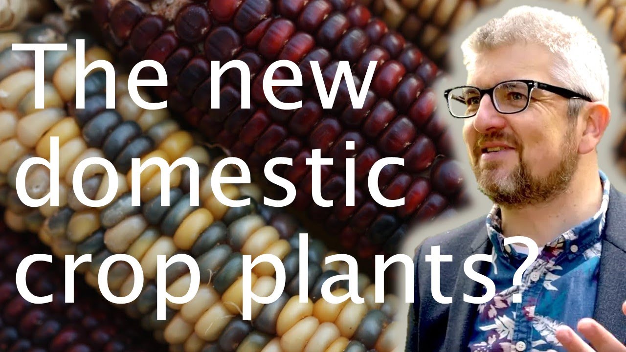 Crop domestication: why only wheat, rice & maize? - Mark Chapman